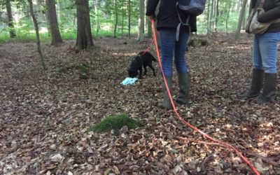 Scent, Nose-work and Tracking/man-trailing